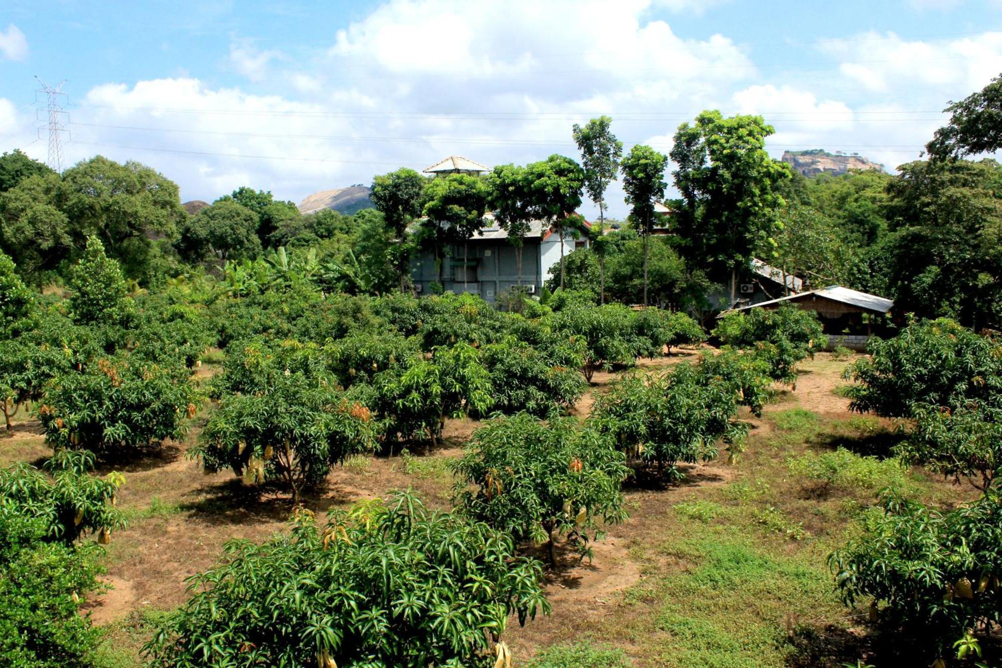 Green Hut Nature Resort สิกิริยา ภายนอก รูปภาพ